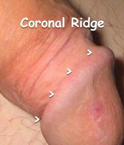 Coronal ridge of penis. corona